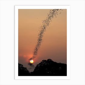 Bat Swarm At Sunset Art Print