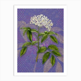 Vintage Elderberry Flowering Plant Botanical Illustration on Veri Peri n.0546 Art Print