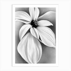 Morning Glory B&W Pencil 2 Flower Art Print