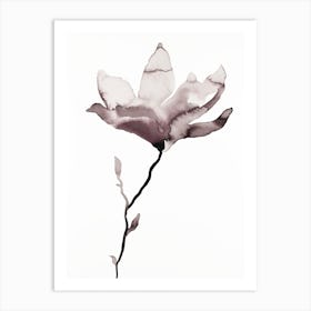 Magnolia 44 Art Print