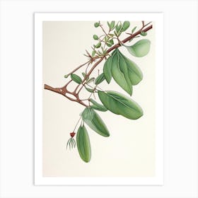 Mistletoe Herb Pencil Colour Art Print