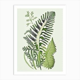 Maidenhair Spleenwort Wildflower Vintage Botanical Art Print