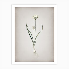 Vintage Three Cornered Leek Botanical on Parchment n.0460 Art Print