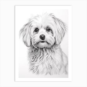Maltese Dog, Line Drawing 4 Art Print