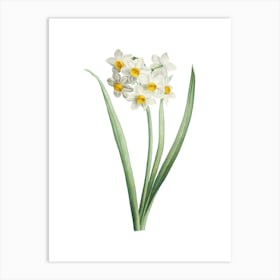 Vintage Narcissus Easter Flower Botanical Illustration on Pure White n.0825 Art Print