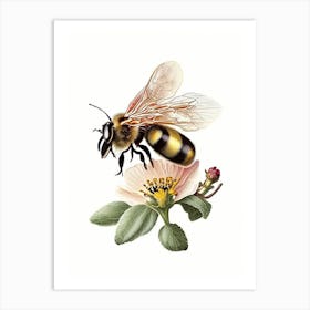 Pollinator Bee 6 Vintage Art Print