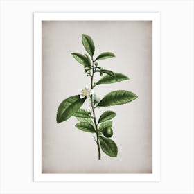 Vintage Tea Tree Botanical on Parchment n.0718 Art Print