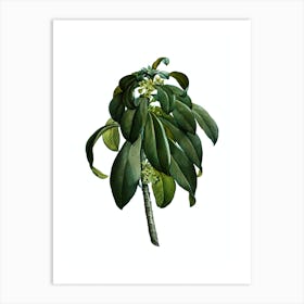 Vintage Spurge Laurel Weeds Botanical Illustration on Pure White n.0578 Art Print