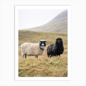 Faroe Islands Sheep Art Print
