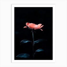 Dark Rose 167 Art Print