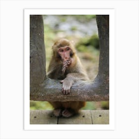 Macaque Monkey Portrait Art Print