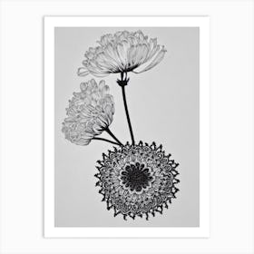 Queen Anne's Lace B&W Pencil 3 Flower Art Print