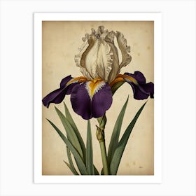 Iris flower Art Print