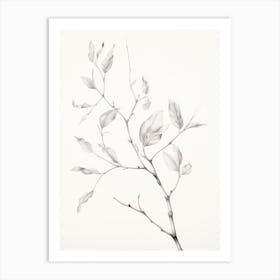 Antique Botanical Sketch Art Print