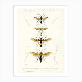 Different Types Of Wasps, Charles Dessalines D' Orbigny Art Print