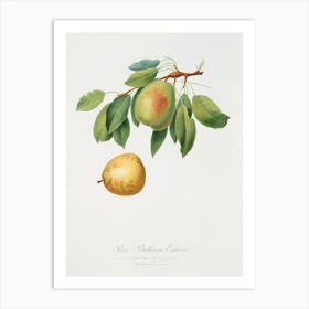 Pear (Pyrus Butyra) From Pomona Italiana (1817 1839), Giorgio Gallesio Art Print