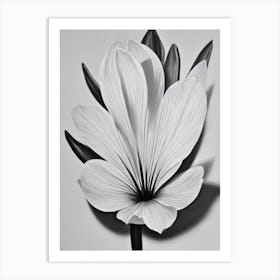 Crocus B&W Pencil 1 Flower Art Print