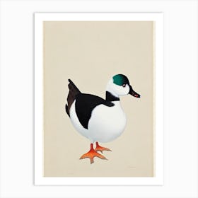 Bufflehead Illustration Bird Art Print