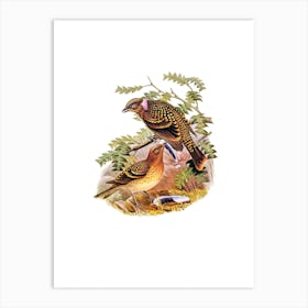 Vintage Guttated Bower Bird Illustration on Pure White n.0436 Art Print