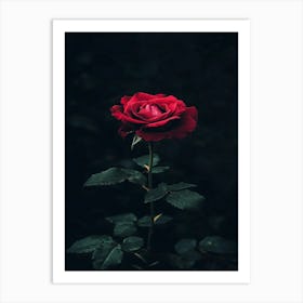 Dark Rose 106 Art Print