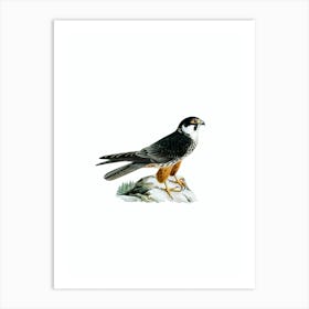 Vintage Eurasian Hobby Falcon Bird Illustration on Pure White Art Print