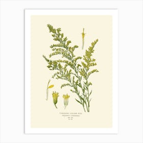 Sassafras 2 Art Print