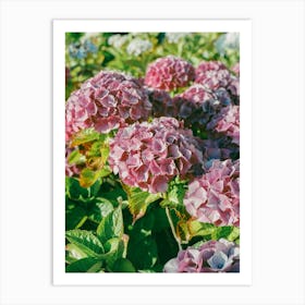 Cannon Beach Blooms III on Film Art Print