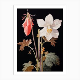 Flower Illustration Columbine 1 Art Print