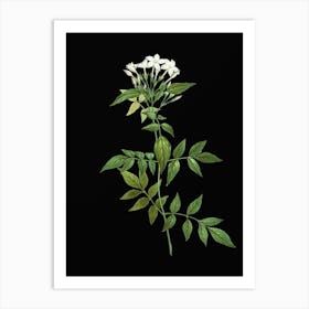 Acssw Vintage Jasmin Officinale Flower Botanical Illustration On Solid Black N Art Print