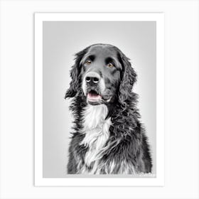 Curly Coated Retriever B&W Pencil Dog Art Print