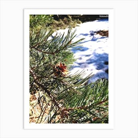 Pine Tree In Snow Art Print