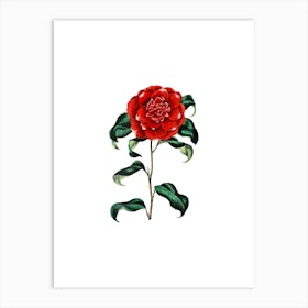 Vintage Reeves's Crimson Camellia Botanical Illustration on Pure White n.0969 Art Print