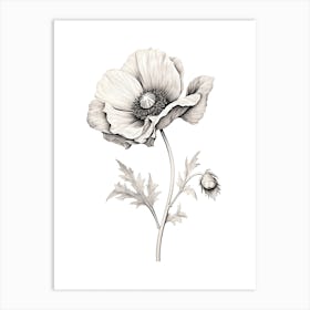 Anemones Flower Vintage Botanical 1 Art Print