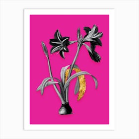 Vintage Brazilian Amaryllis Black and White Gold Leaf Floral Art on Hot Pink n.1153 Art Print