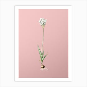 Vintage Chincherinchee Botanical on Soft Pink n.0671 Art Print