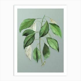 Vintage Camphor Tree Botanical Art on Mint Green n.0517 Art Print