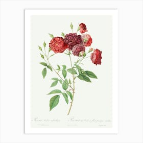 Ternaux Rose, Pierre Joseph Redoute Art Print