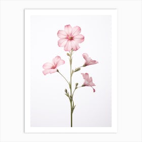 Pressed Wildflower Botanical Art Wild Pink Silene 1 Art Print