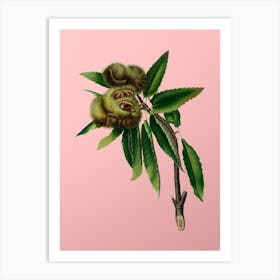 Vintage Spanish Chestnut Botanical on Soft Pink n.0938 Art Print