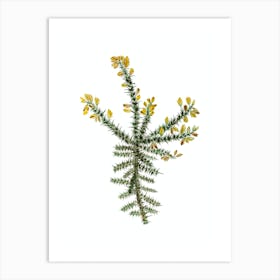 Vintage Yellow Gorse Flower Botanical Illustration on Pure White n.0484 Art Print