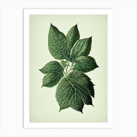 Australian Native Mint Leaf Vintage Botanical 2 Art Print
