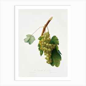 Grape Vine (Vitis Vinifera Niciensis) From Pomona Italiana (1817 1839), Giorgio Gallesio Art Print