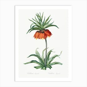 Fritillaries Illustration, Pierre Joseph Redoute Art Print