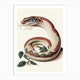 Iranian Viper Snake 1 Vintage Art Print