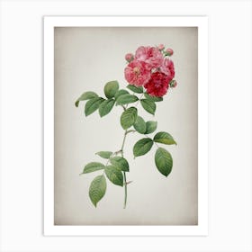 Vintage Seven Sisters Roses Botanical on Parchment n.0737 Art Print