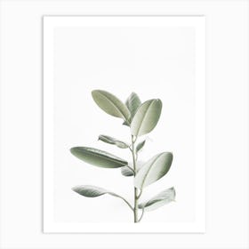 Rubber Plant Art Print