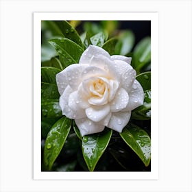 White Gardenia Flower In The Rain Art Print