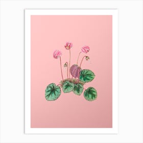 Vintage Shore Cyclamen Flower Botanical on Soft Pink n.0824 Art Print