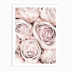 Pink Roses_2066826 Art Print