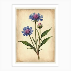 Vintage Of Herbarium Cornflower Art Print